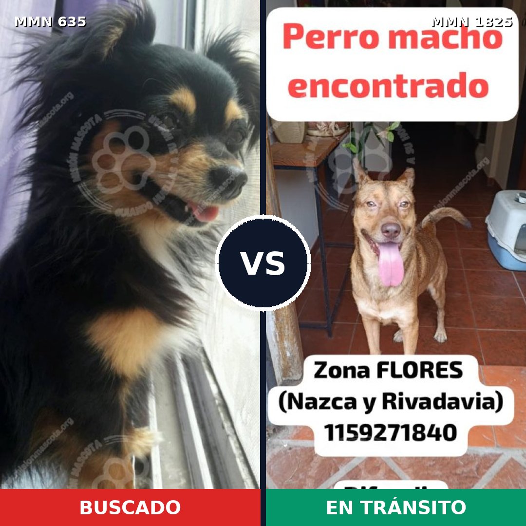 Comparativa MMS 40139: mascota perdida y mascota encontrada, 27% de similitud