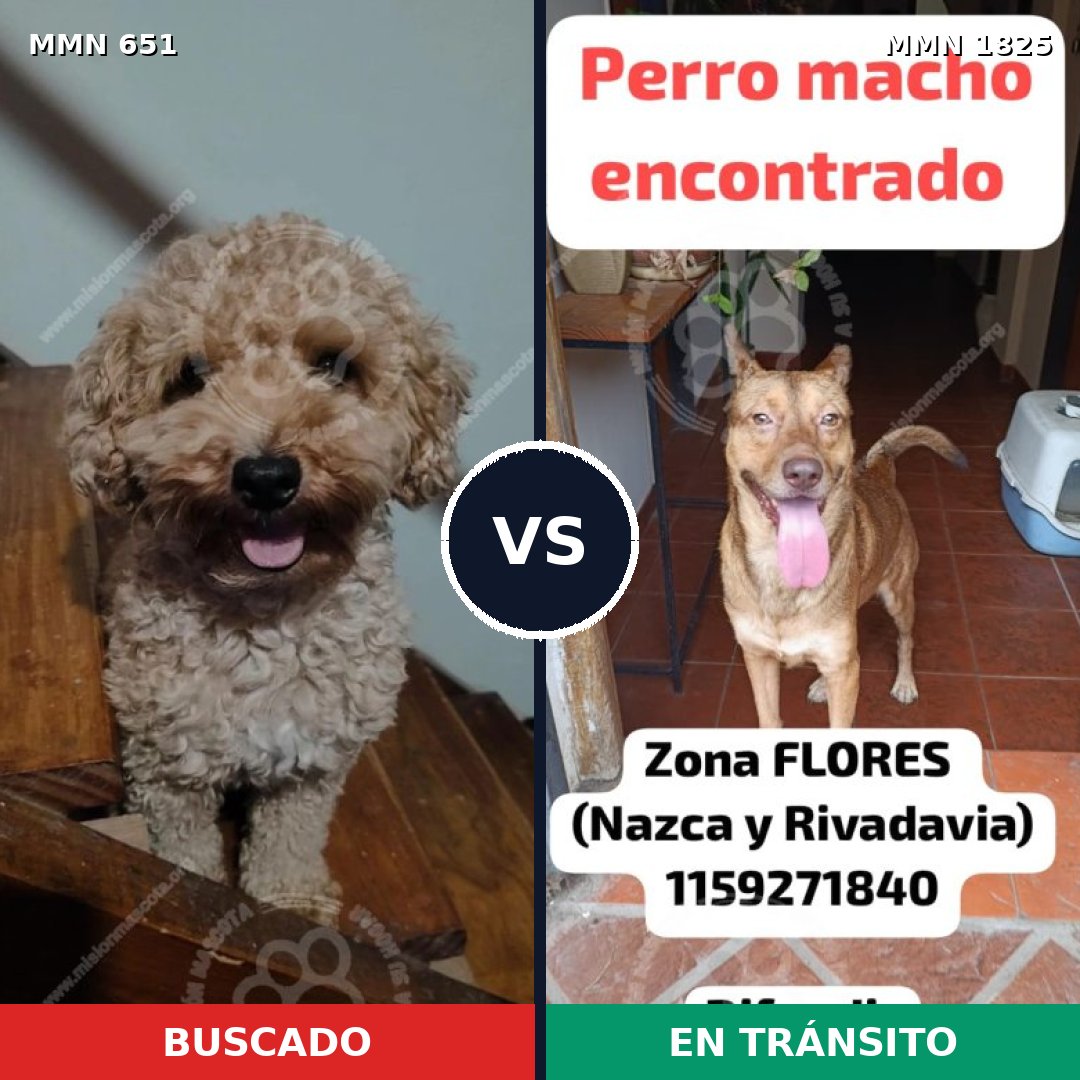 Comparativa MMS 40142: mascota perdida y mascota encontrada, 32% de similitud