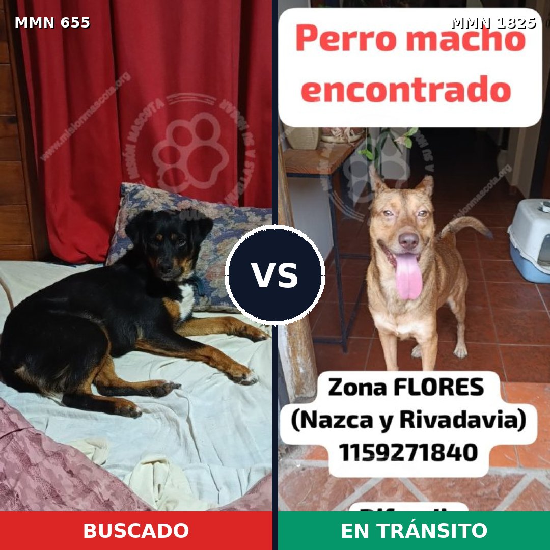 Comparativa MMS 40144: mascota perdida y mascota encontrada, 51% de similitud