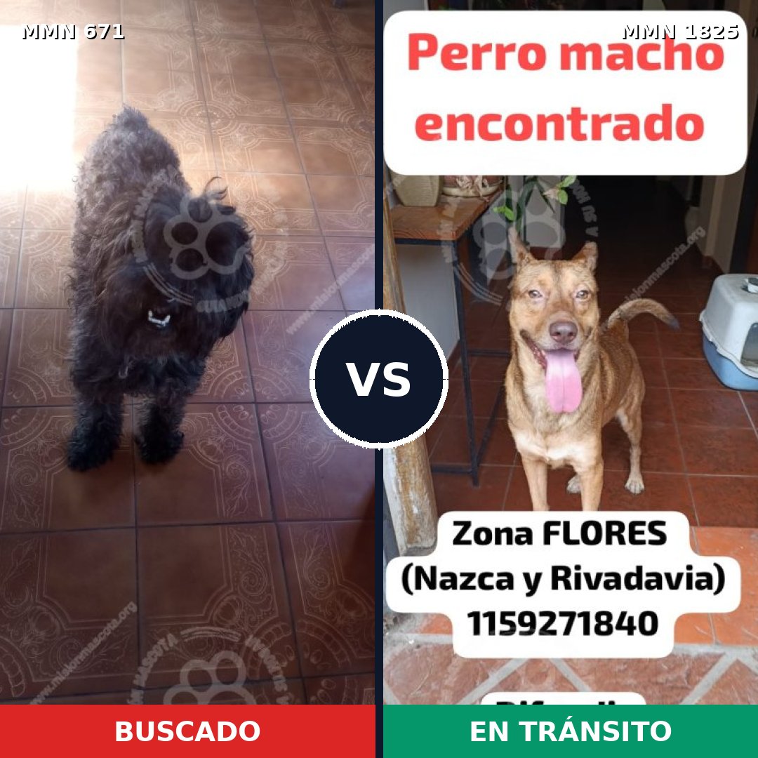 Comparativa MMS 40145: mascota perdida y mascota encontrada, 31% de similitud