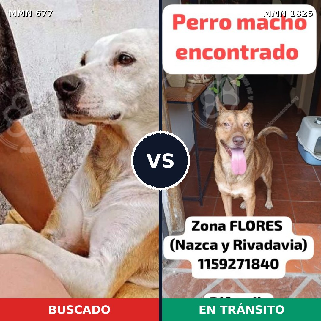 Comparativa MMS 40146: mascota perdida y mascota encontrada, 70% de similitud