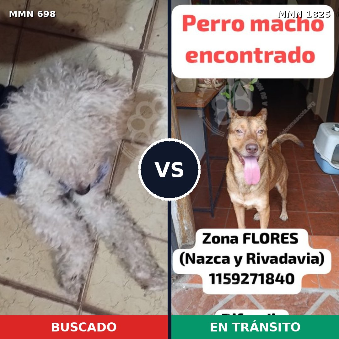 Comparativa MMS 40147: mascota perdida y mascota encontrada, 45% de similitud