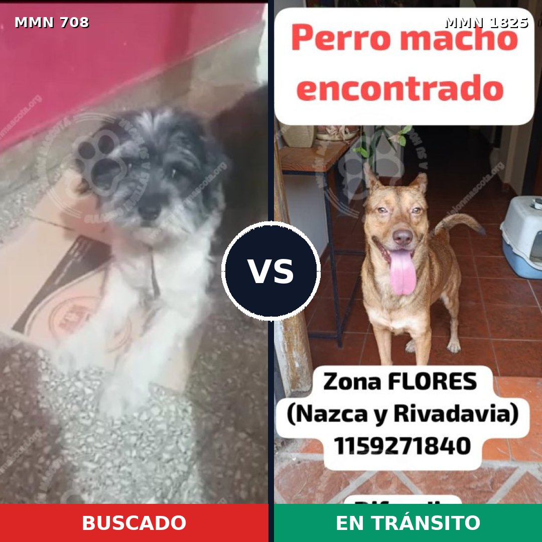 Comparativa MMS 40148: mascota perdida y mascota encontrada, 47% de similitud