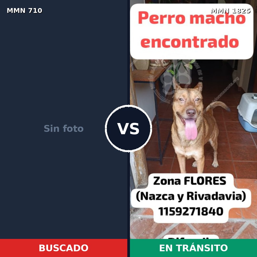 Comparativa MMS 40149: mascota perdida y mascota encontrada, 49% de similitud
