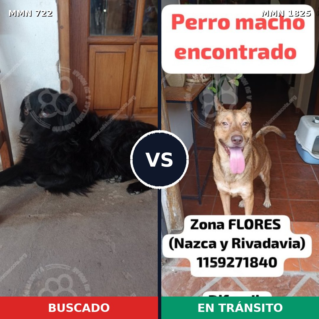 Comparativa MMS 40150: mascota perdida y mascota encontrada, 42% de similitud