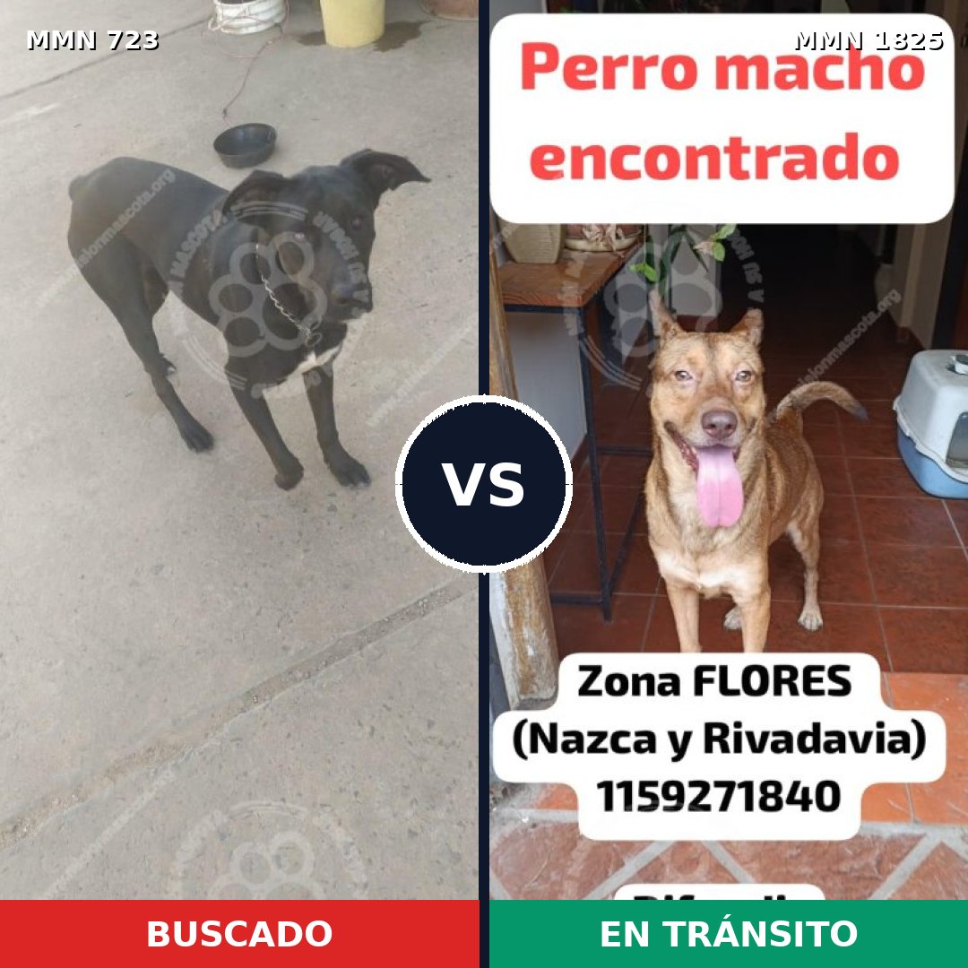 Comparativa MMS 40151: mascota perdida y mascota encontrada, 56% de similitud