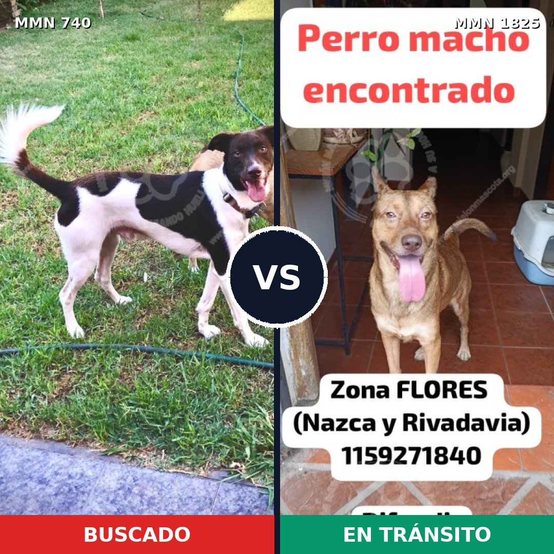 Comparativa MMS 40153: mascota perdida y mascota encontrada, 72% de similitud