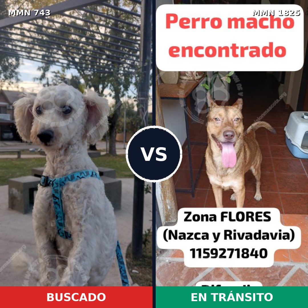 Comparativa MMS 40154: mascota perdida y mascota encontrada, 55% de similitud