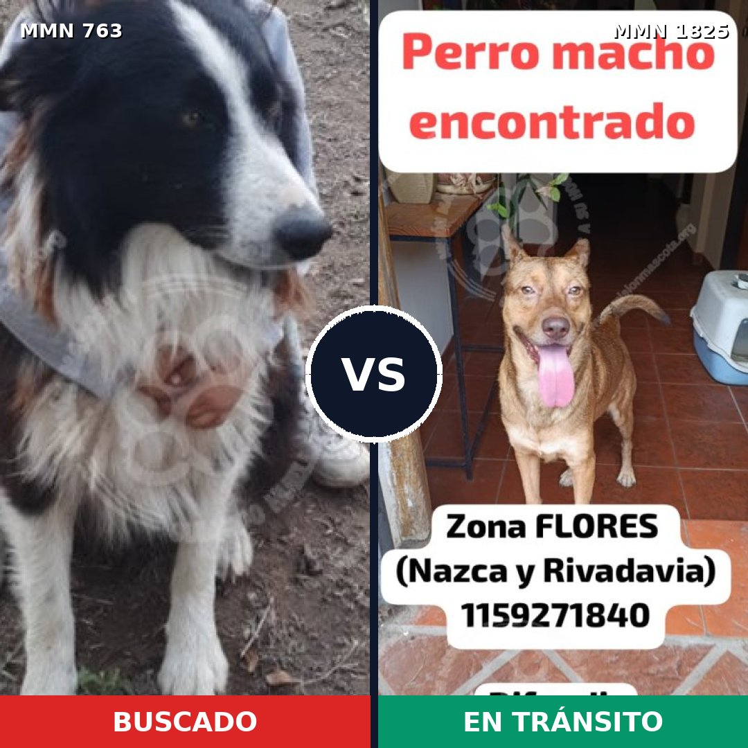 Comparativa MMS 40157: mascota perdida y mascota encontrada, 42% de similitud