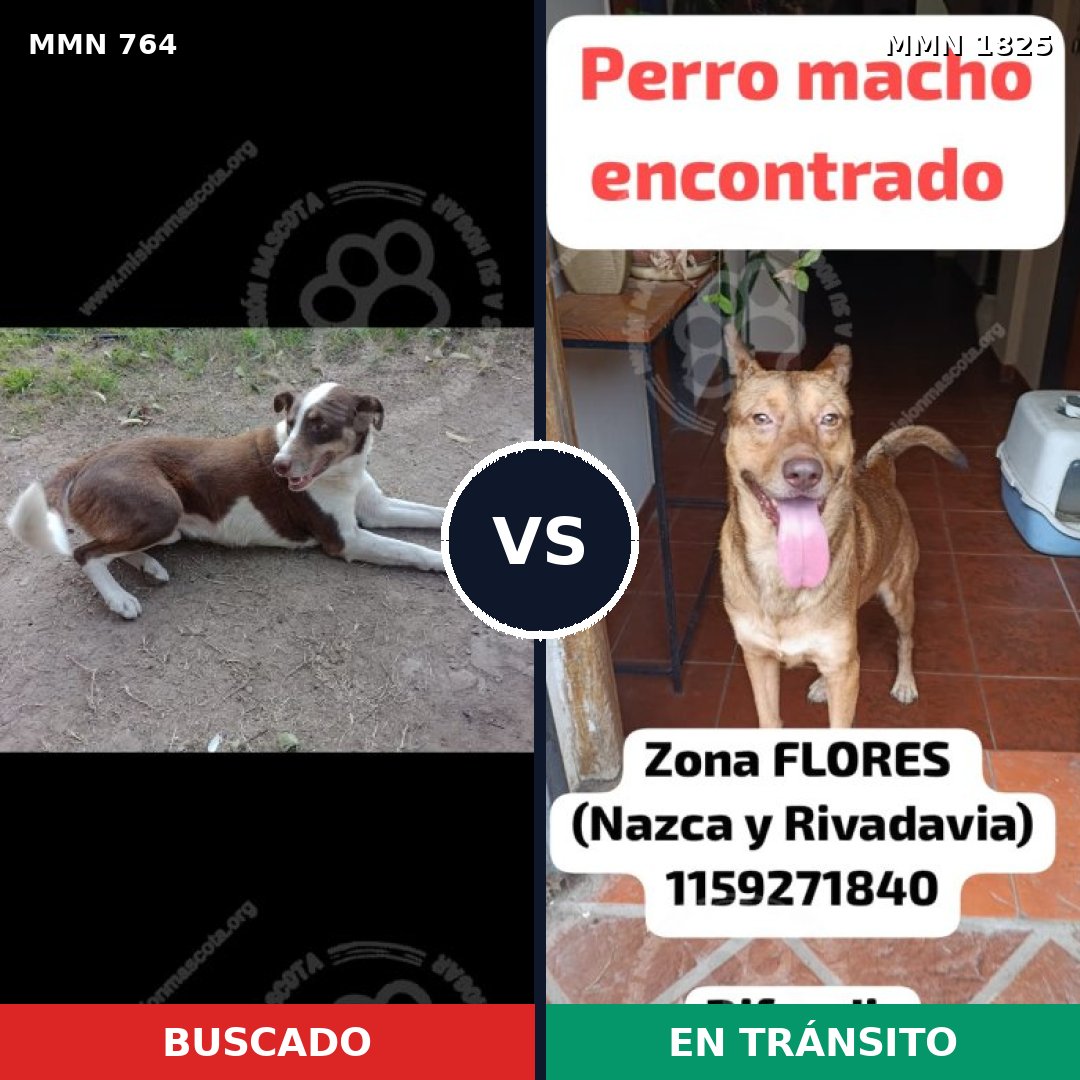 Comparativa MMS 40158: mascota perdida y mascota encontrada, 47% de similitud