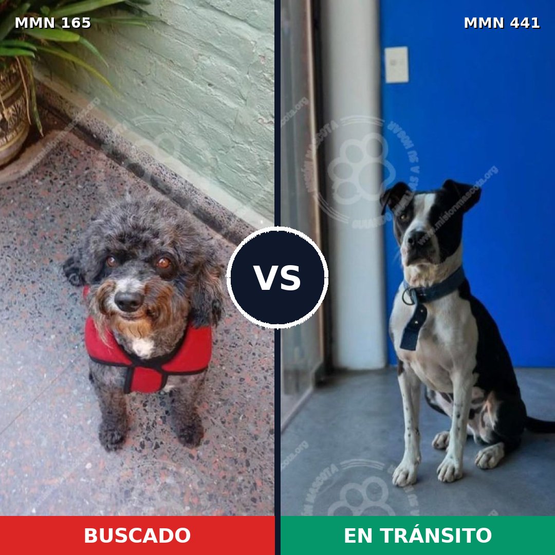 Comparativa MMS 4016: mascota perdida y mascota encontrada, 30% de similitud