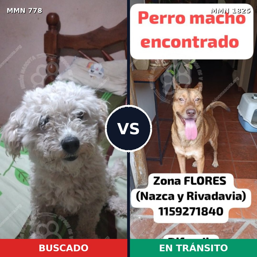 Comparativa MMS 40163: mascota perdida y mascota encontrada, 44% de similitud