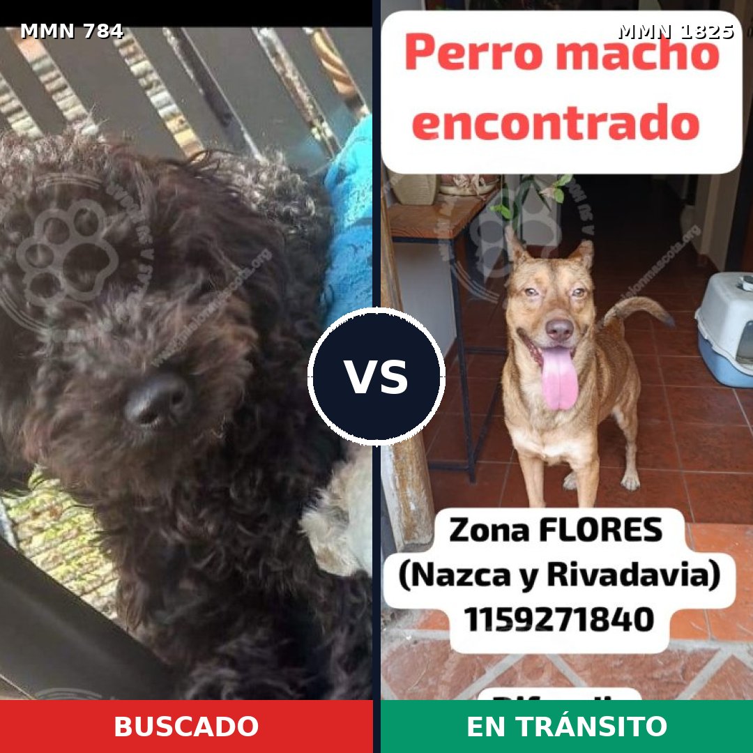 Comparativa MMS 40164: mascota perdida y mascota encontrada, 41% de similitud