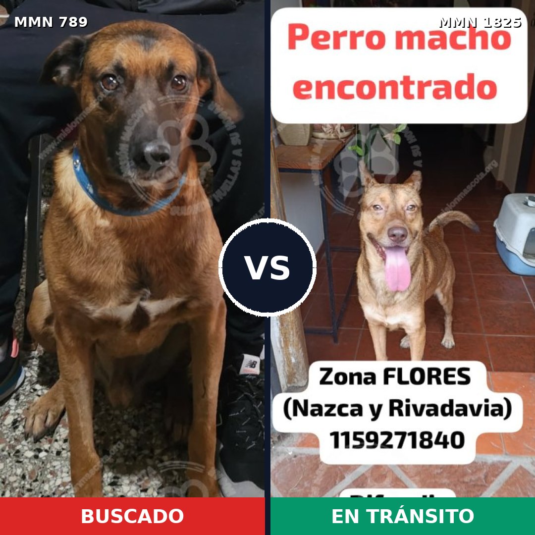 Comparativa MMS 40165: mascota perdida y mascota encontrada, 60% de similitud