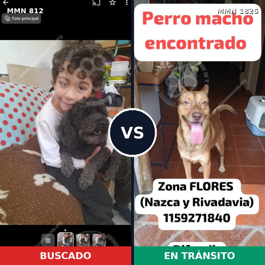 Comparativa MMS 40167: mascota perdida y mascota encontrada, 33% de similitud