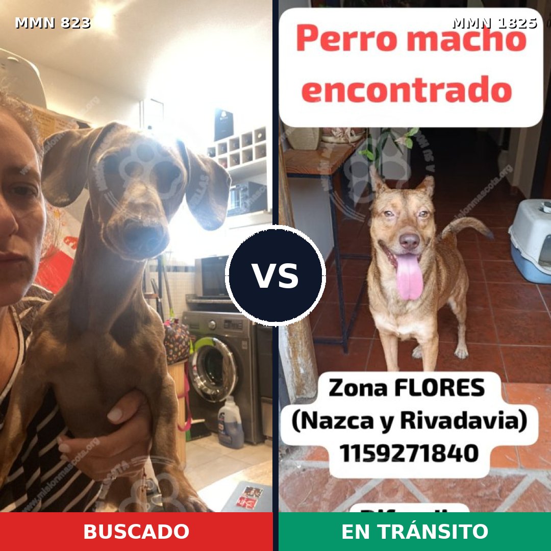 Comparativa MMS 40169: mascota perdida y mascota encontrada, 34% de similitud
