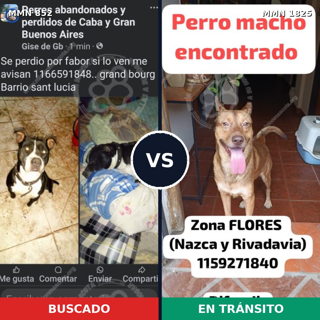 Comparativa MMS 40172: mascota perdida y mascota encontrada, 44% de similitud
