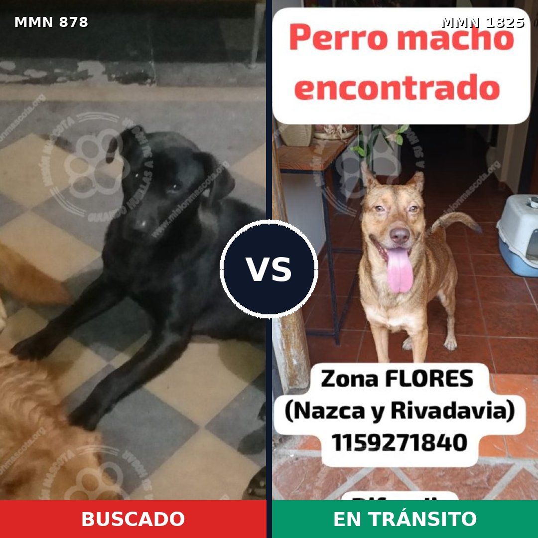 Comparativa MMS 40173: mascota perdida y mascota encontrada, 47% de similitud