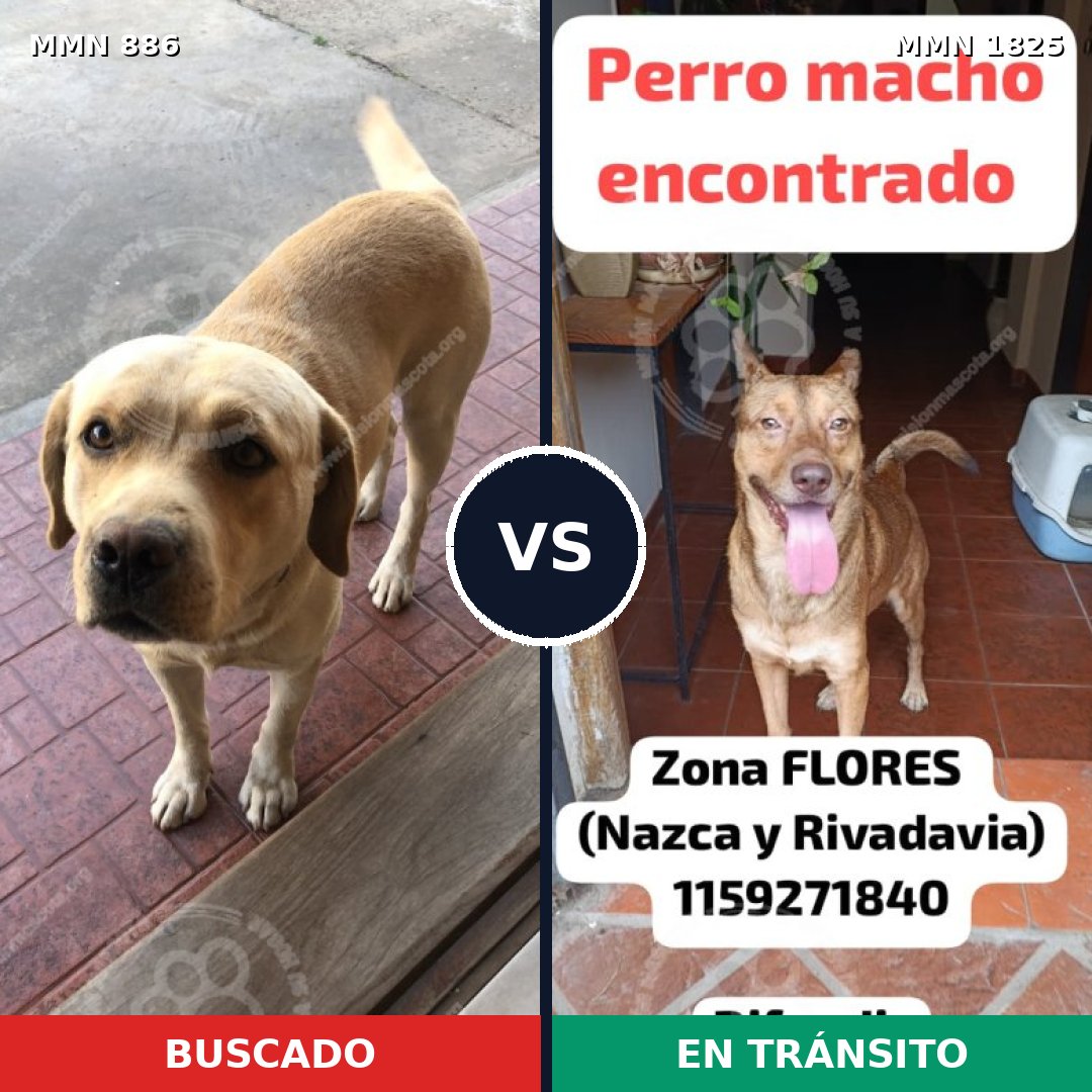 Comparativa MMS 40174: mascota perdida y mascota encontrada, 43% de similitud