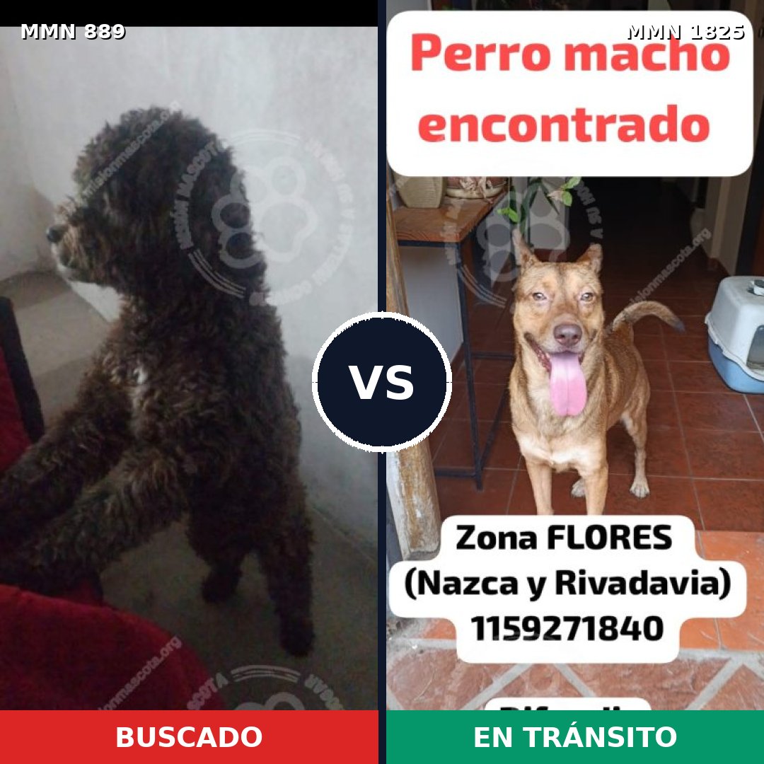 Comparativa MMS 40175: mascota perdida y mascota encontrada, 43% de similitud