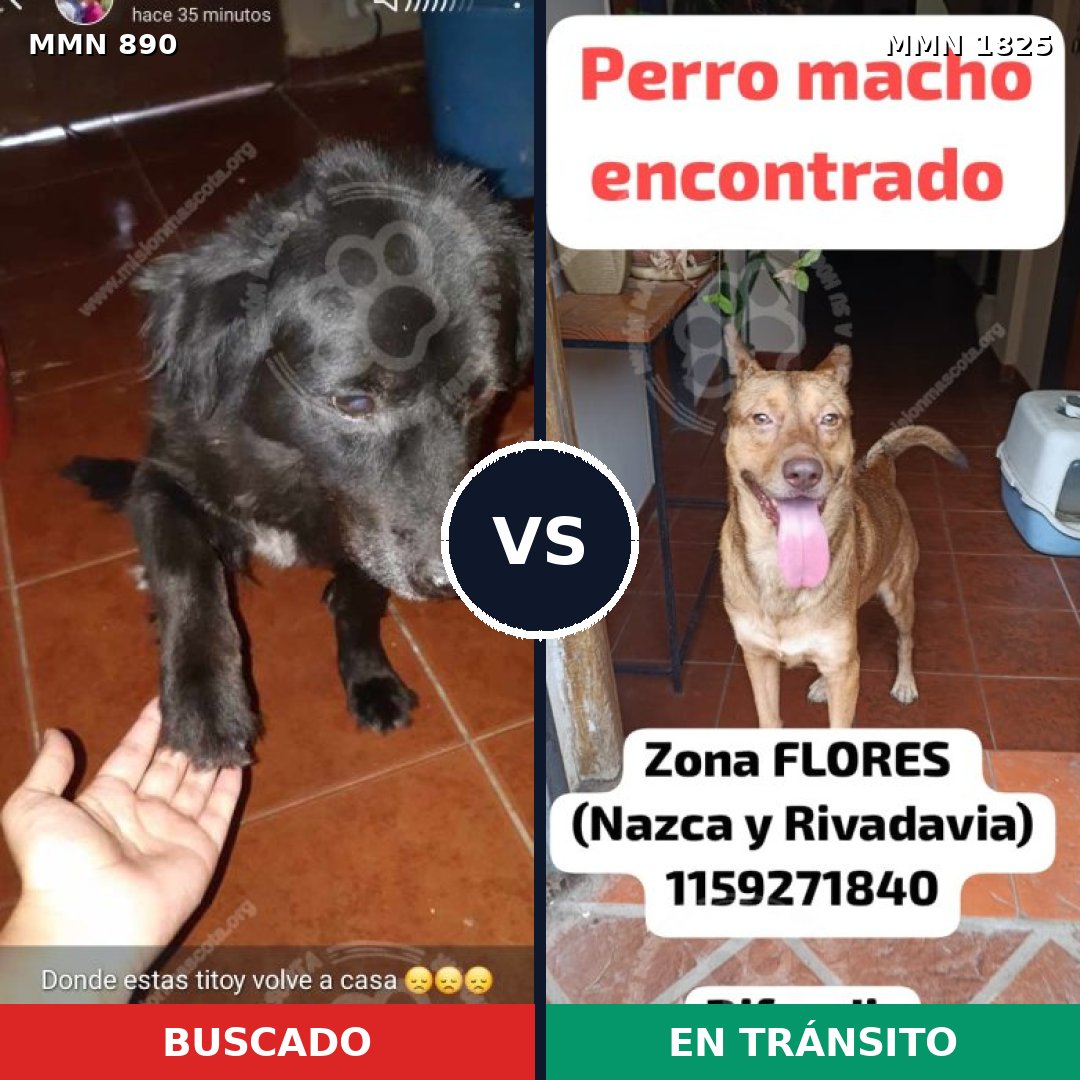 Comparativa MMS 40176: mascota perdida y mascota encontrada, 41% de similitud