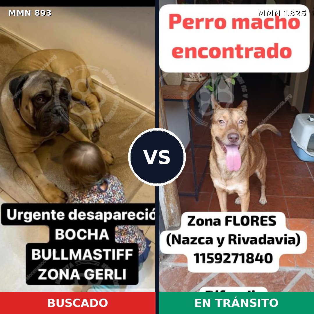 Comparativa MMS 40177: mascota perdida y mascota encontrada, 31% de similitud