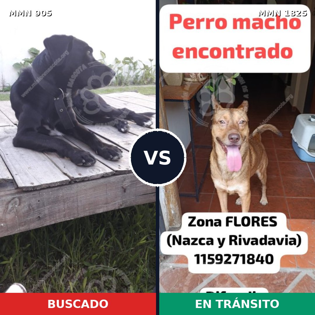 Comparativa MMS 40178: mascota perdida y mascota encontrada, 79% de similitud