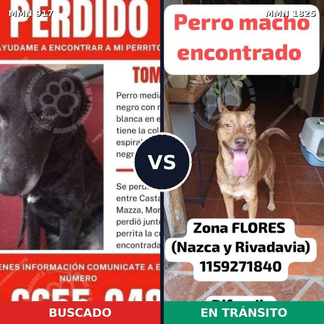 Comparativa MMS 40179: mascota perdida y mascota encontrada, 57% de similitud