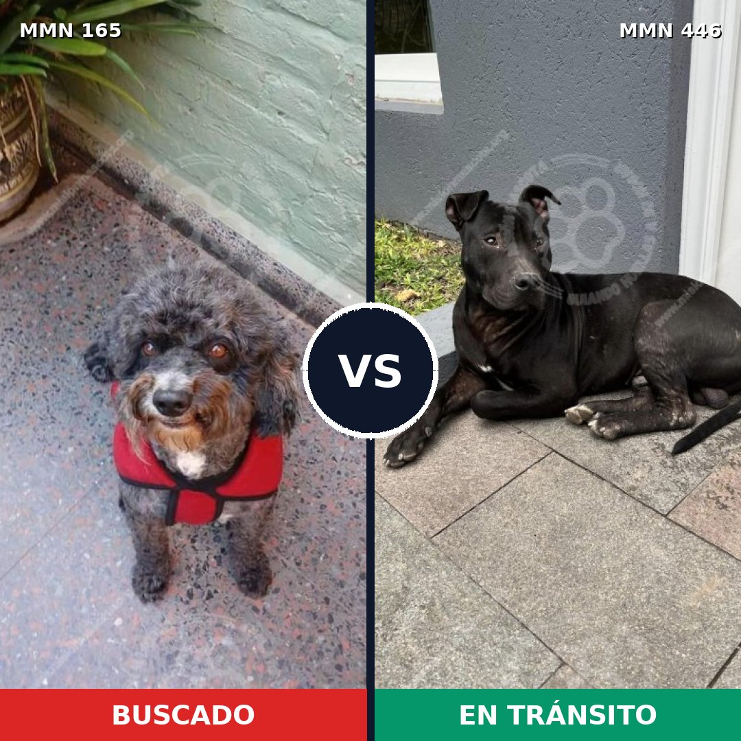 Comparativa MMS 4018: mascota perdida y mascota encontrada, 71% de similitud
