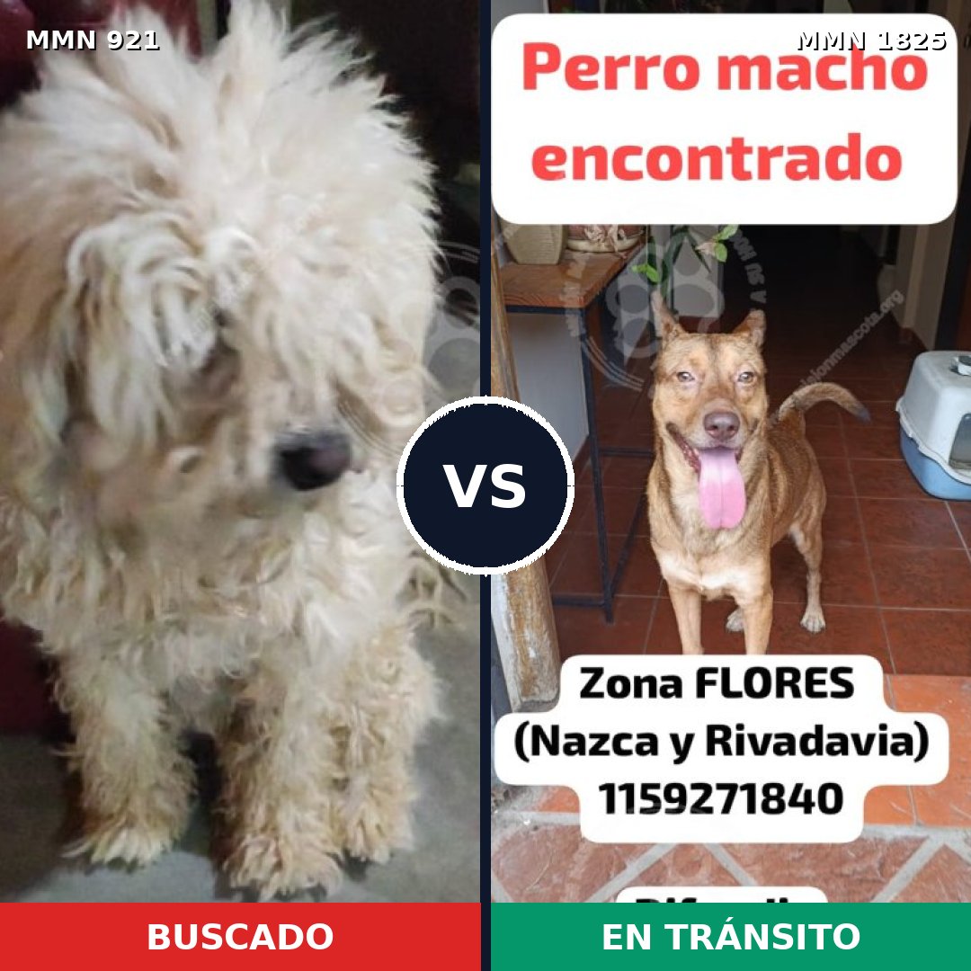 Comparativa MMS 40183: mascota perdida y mascota encontrada, 37% de similitud