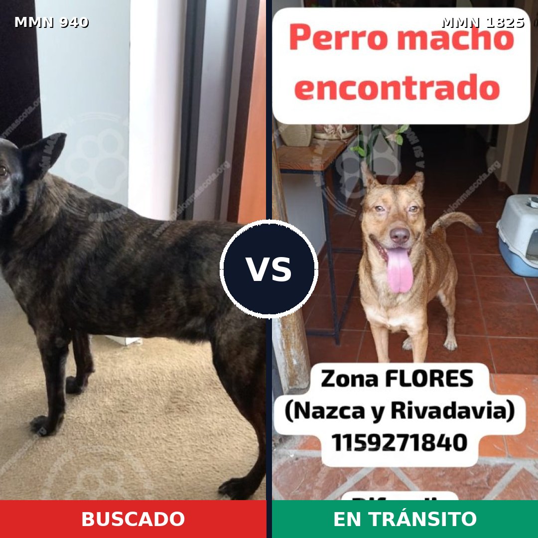 Comparativa MMS 40185: mascota perdida y mascota encontrada, 52% de similitud