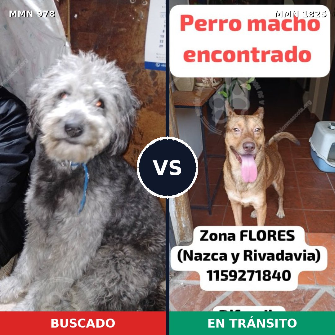 Comparativa MMS 40189: mascota perdida y mascota encontrada, 52% de similitud