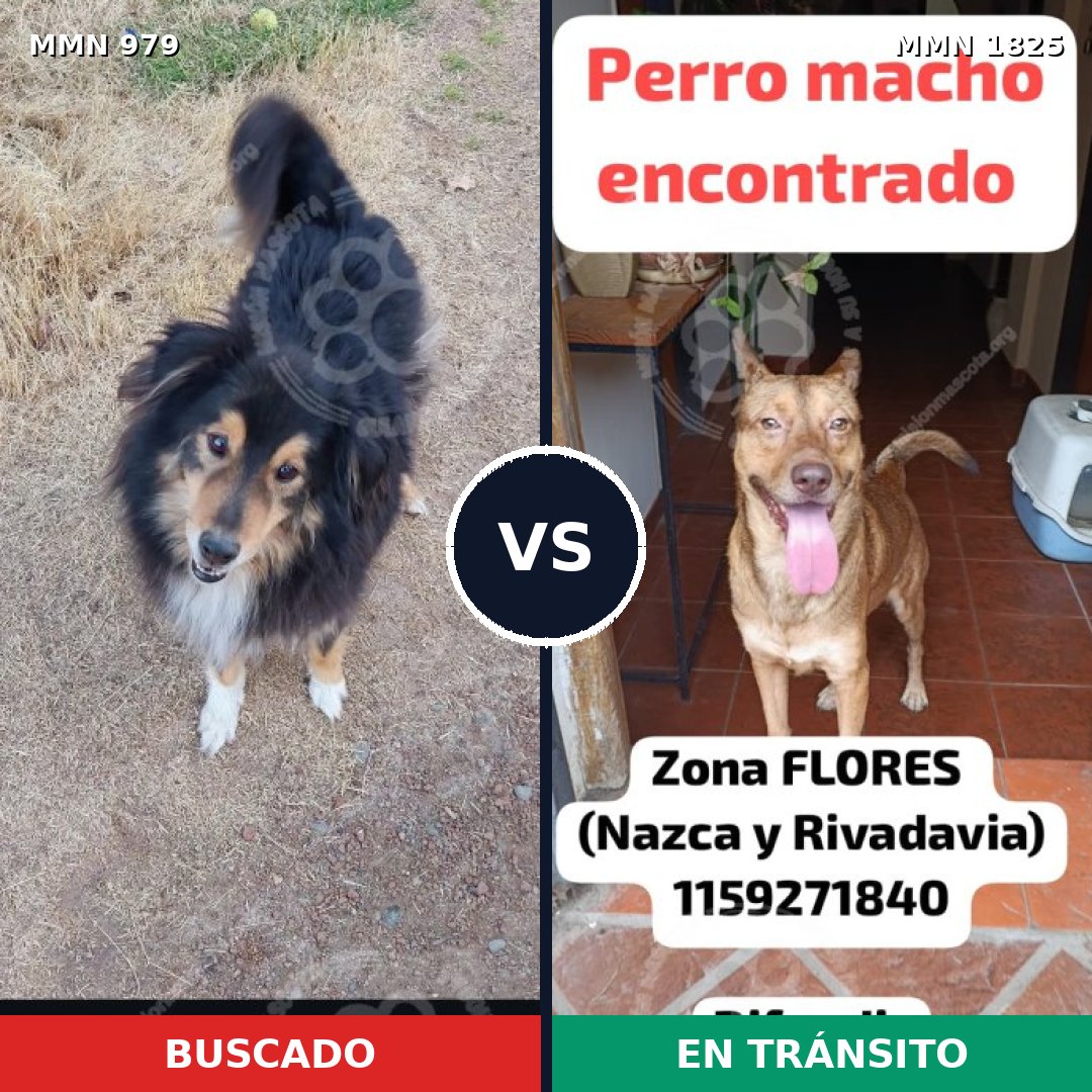 Comparativa MMS 40190: mascota perdida y mascota encontrada, 39% de similitud