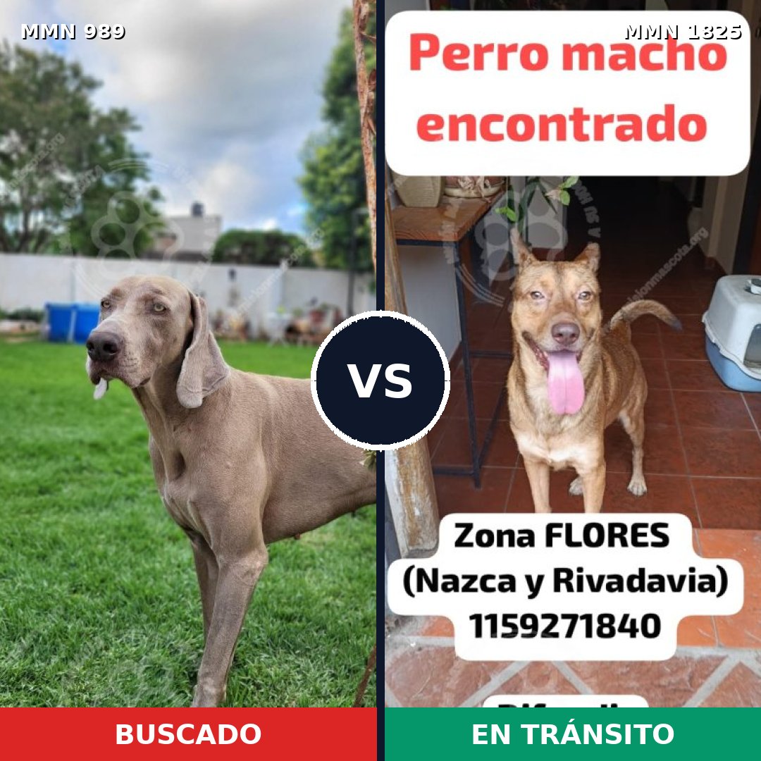 Comparativa MMS 40192: mascota perdida y mascota encontrada, 39% de similitud