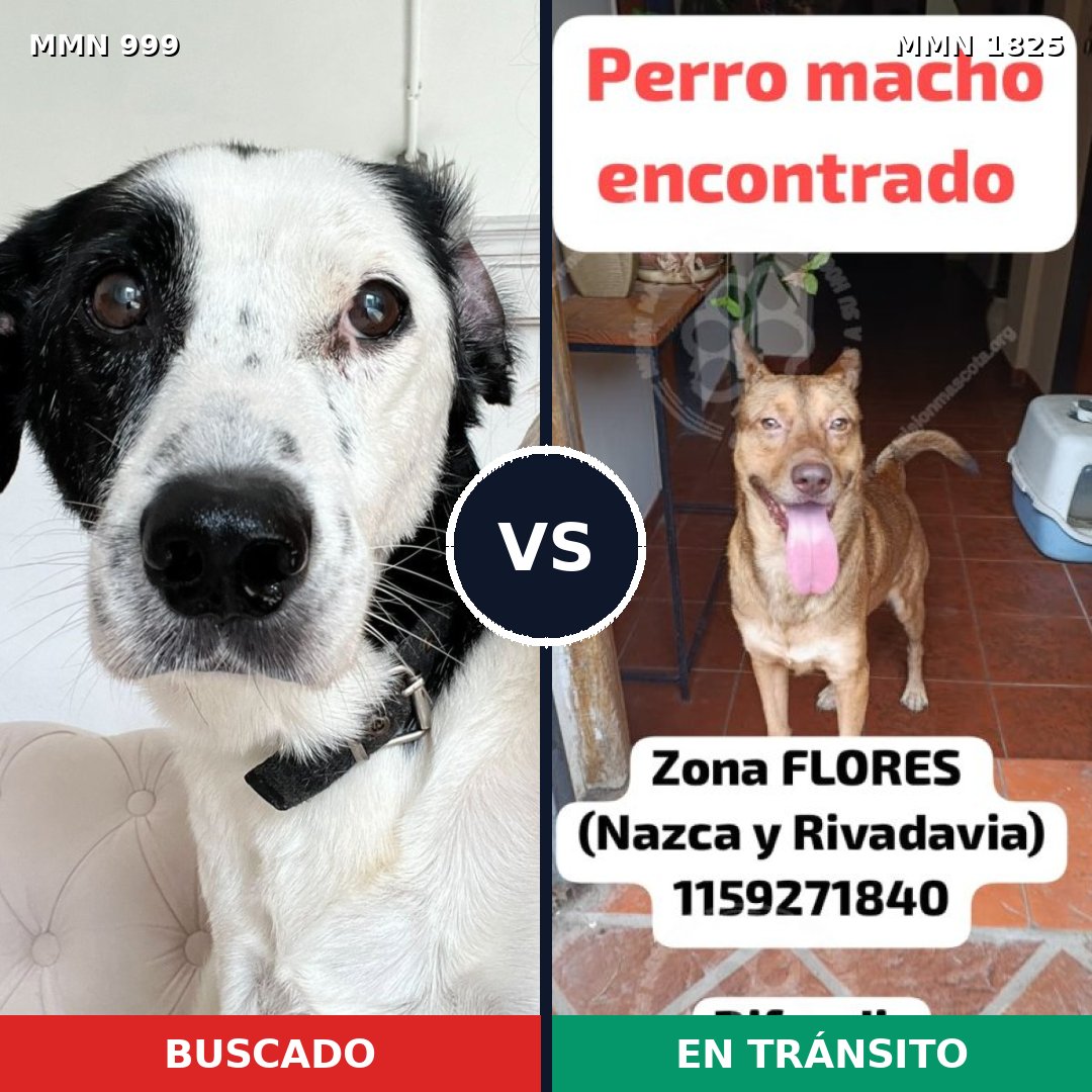 Comparativa MMS 40193: mascota perdida y mascota encontrada, 50% de similitud