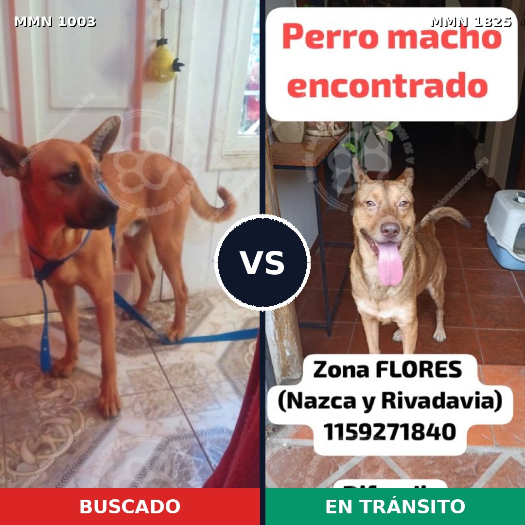 Comparativa MMS 40194: mascota perdida y mascota encontrada, 43% de similitud