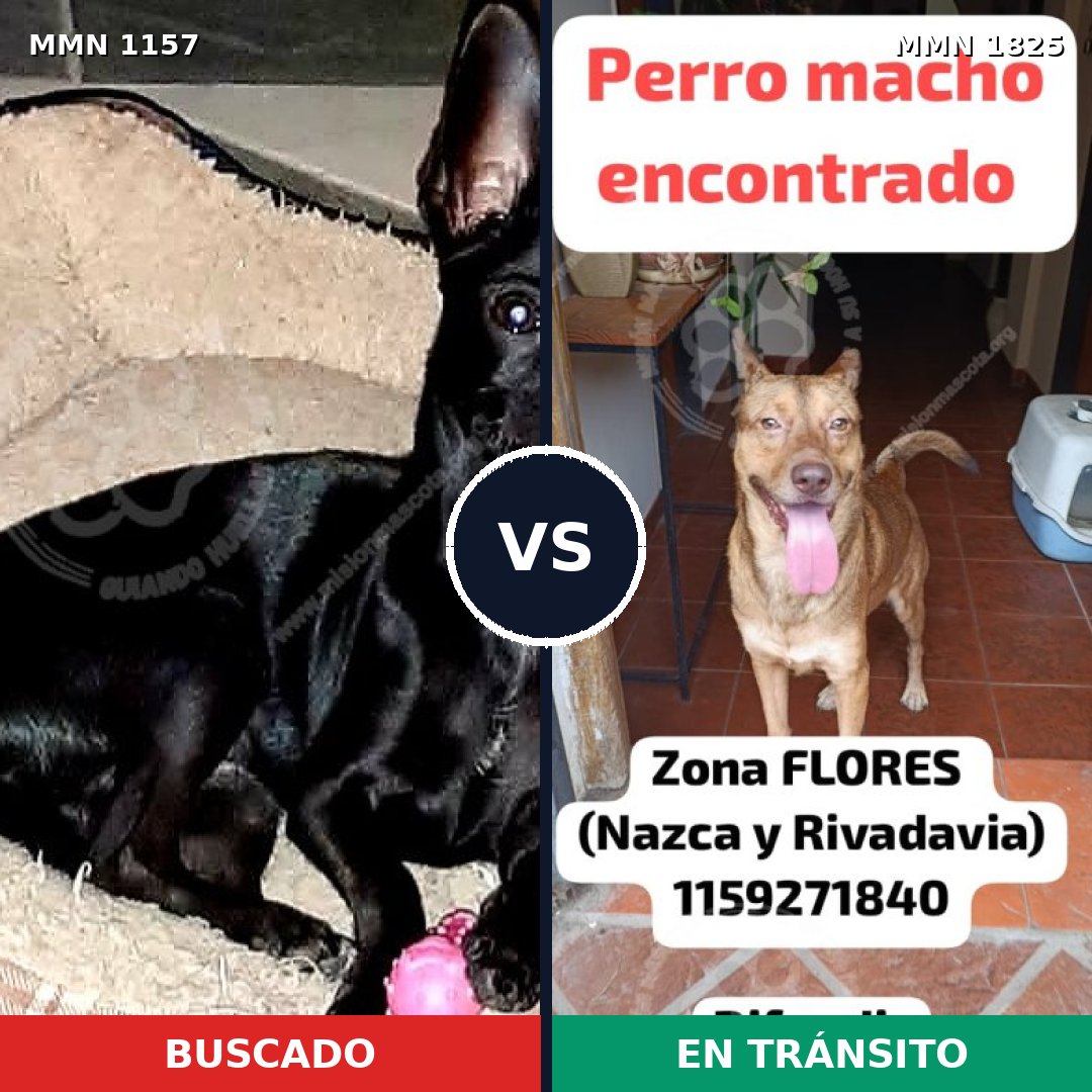 Comparativa MMS 40199: mascota perdida y mascota encontrada, 32% de similitud