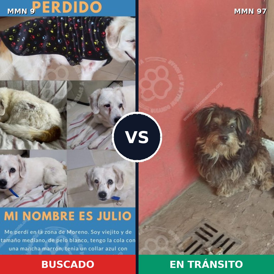 Comparativa MMS 402: mascota perdida y mascota encontrada, 55% de similitud
