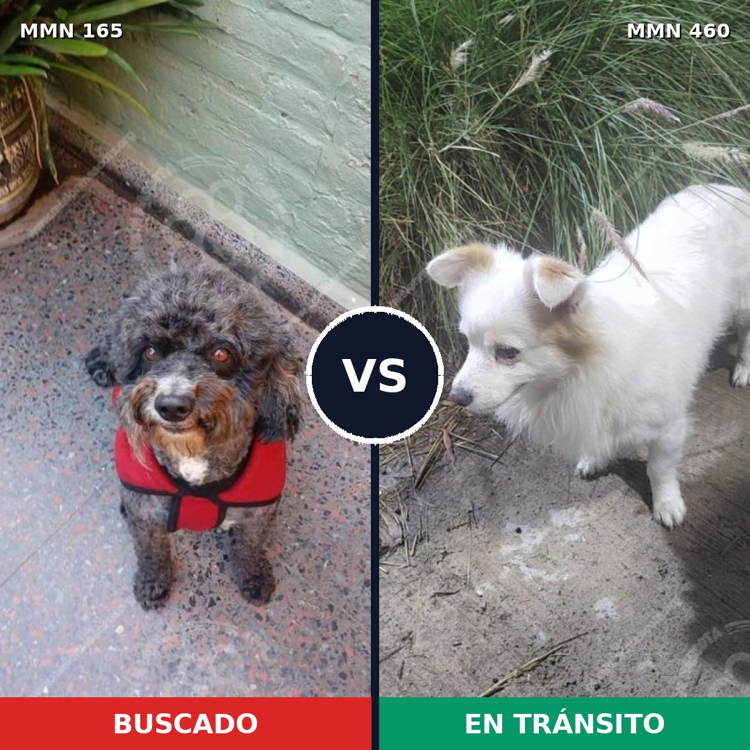 Comparativa MMS 4020: mascota perdida y mascota encontrada, 71% de similitud