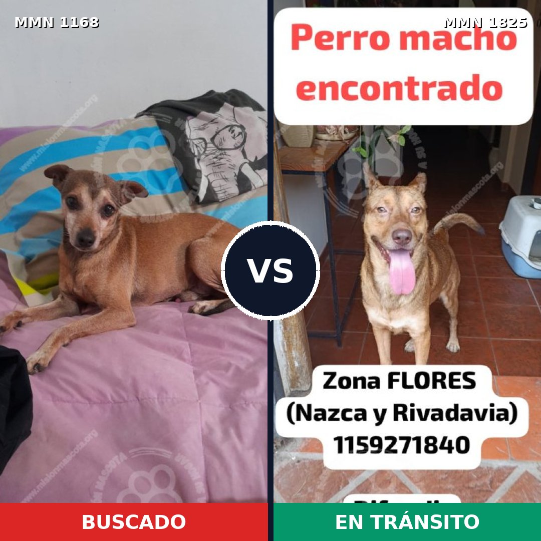 Comparativa MMS 40201: mascota perdida y mascota encontrada, 42% de similitud