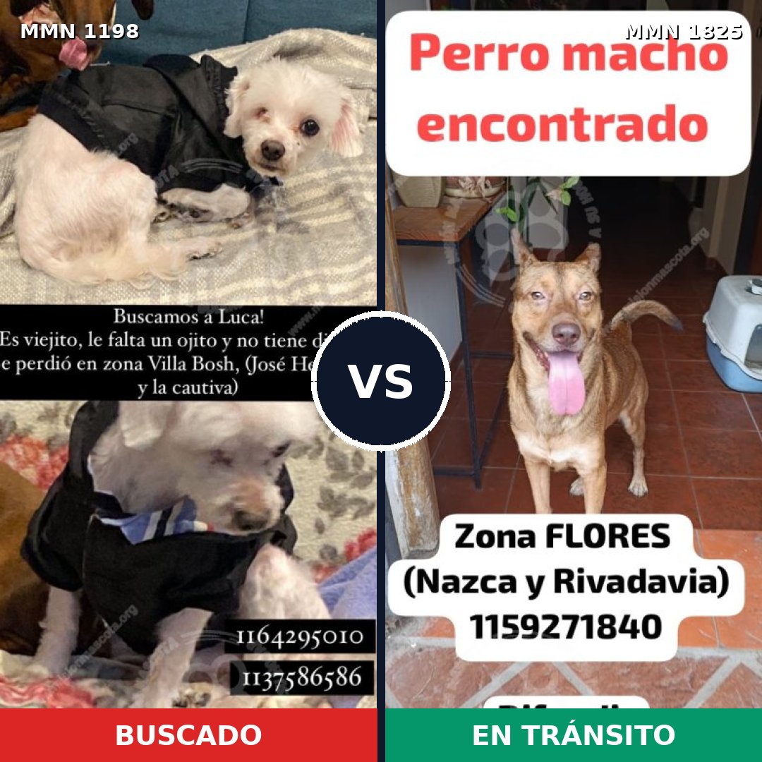 Comparativa MMS 40202: mascota perdida y mascota encontrada, 44% de similitud