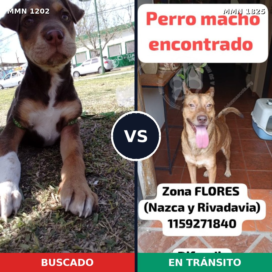 Comparativa MMS 40203: mascota perdida y mascota encontrada, 42% de similitud