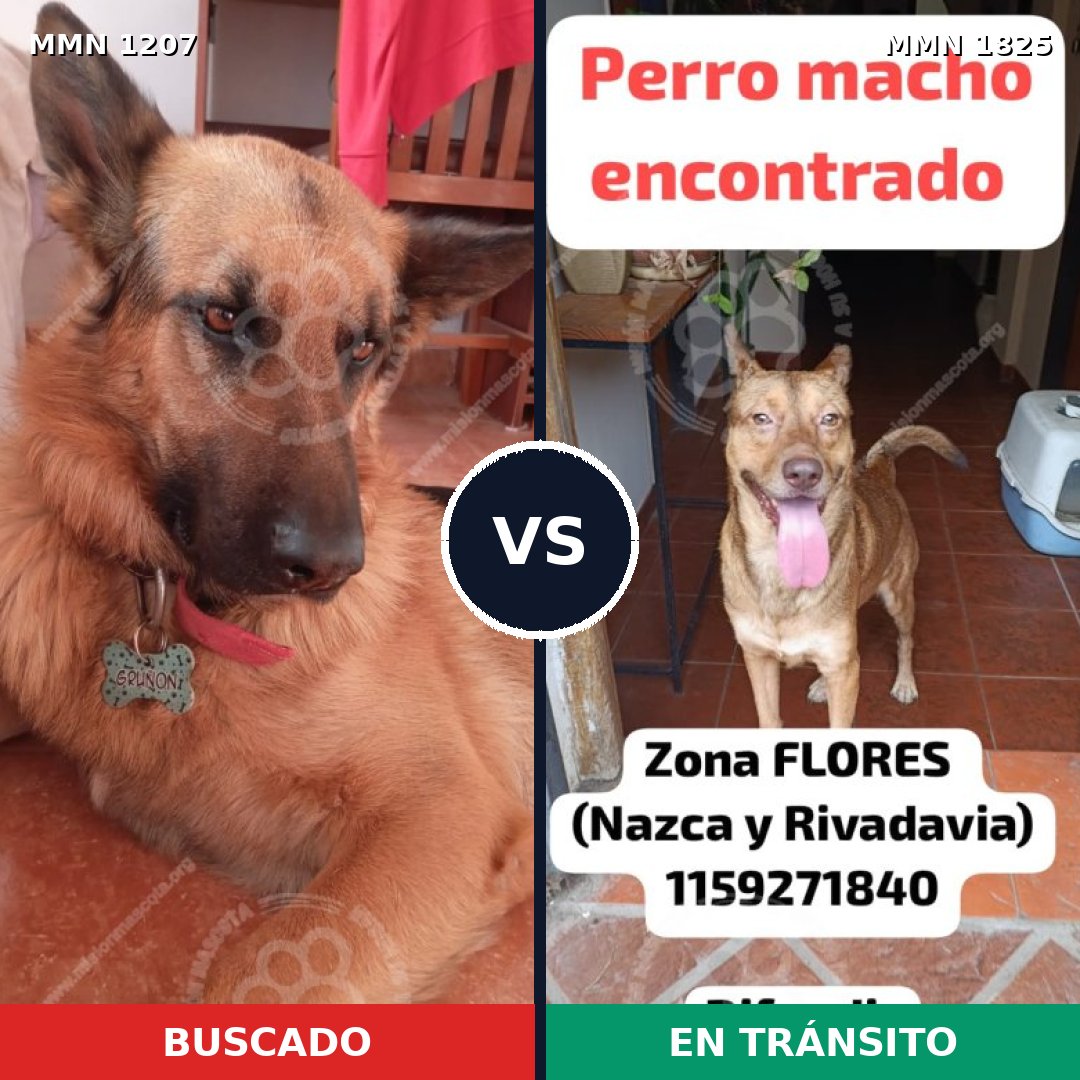 Comparativa MMS 40204: mascota perdida y mascota encontrada, 32% de similitud