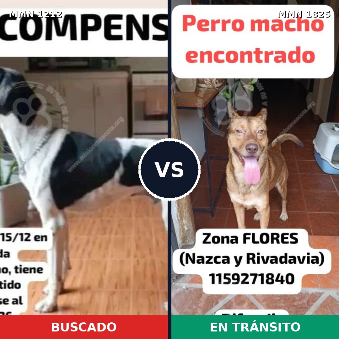 Comparativa MMS 40206: mascota perdida y mascota encontrada, 37% de similitud