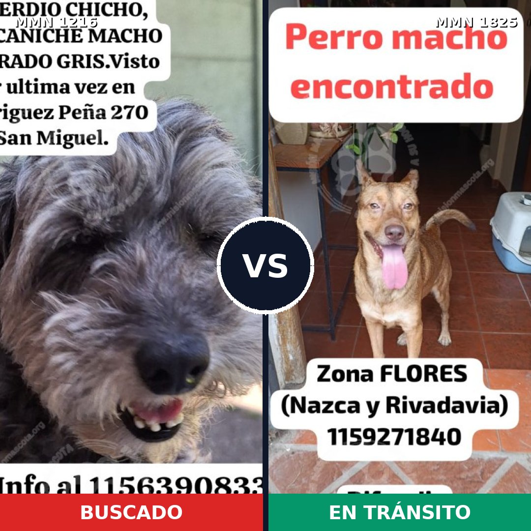 Comparativa MMS 40207: mascota perdida y mascota encontrada, 55% de similitud