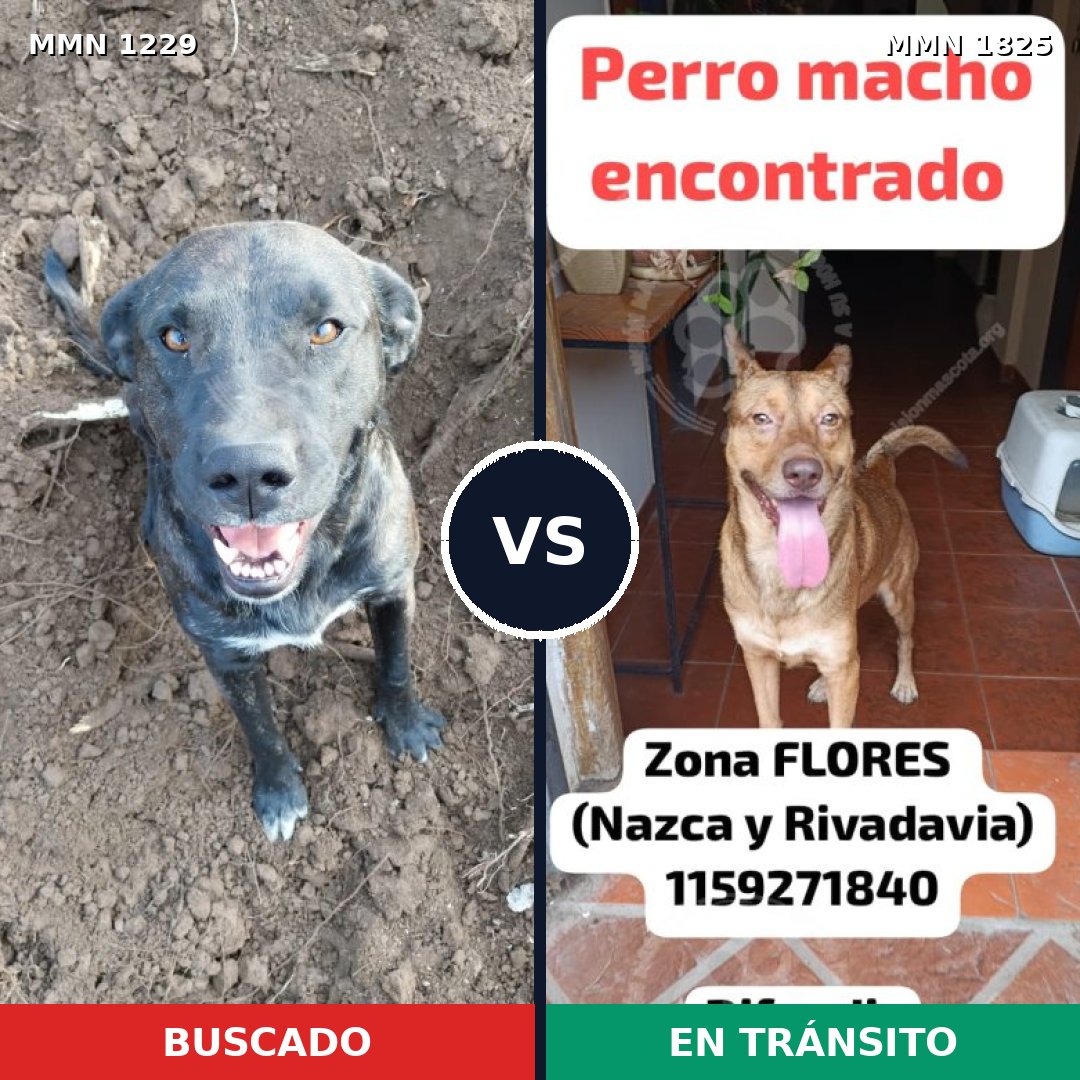 Comparativa MMS 40208: mascota perdida y mascota encontrada, 34% de similitud
