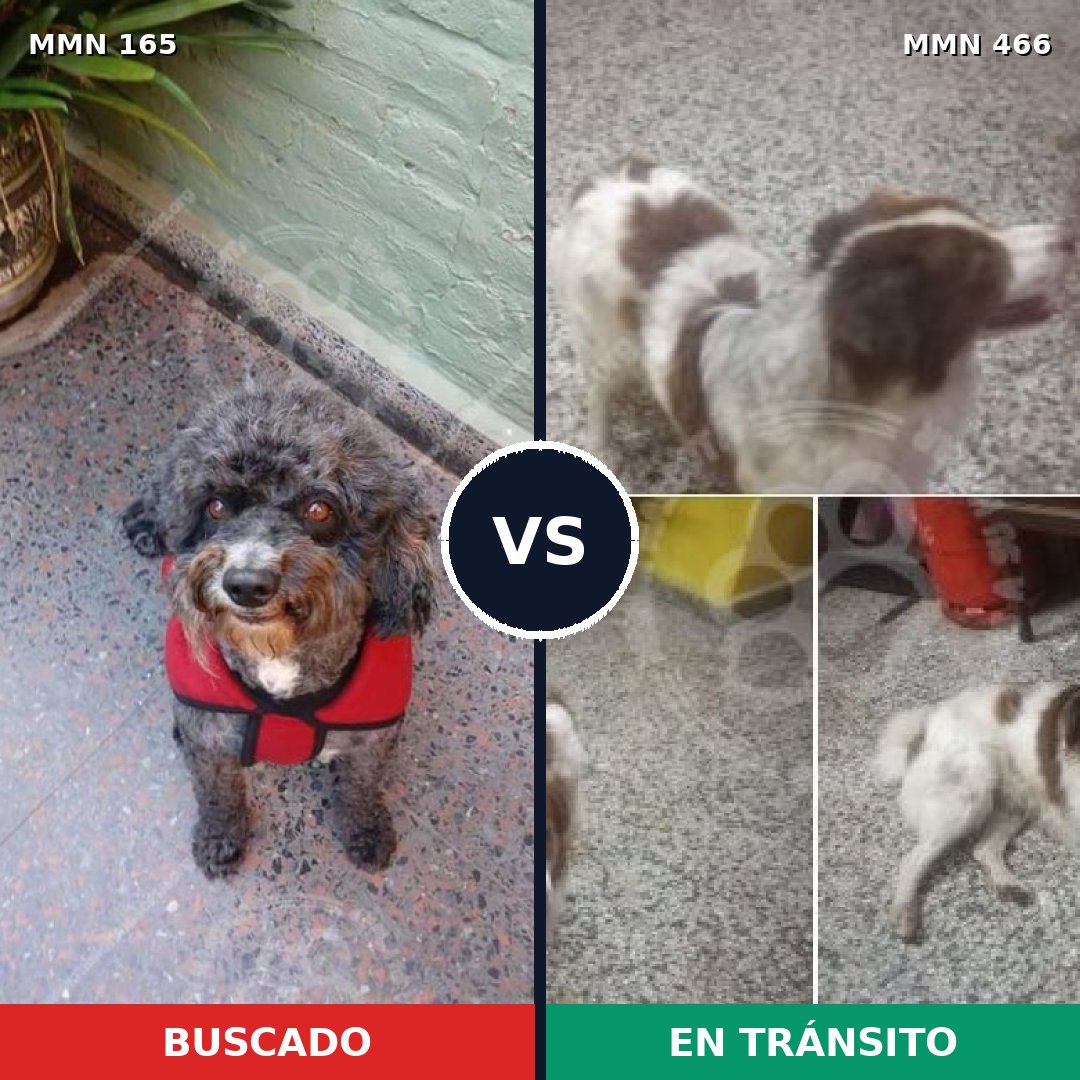 Comparativa MMS 4021: mascota perdida y mascota encontrada, 32% de similitud
