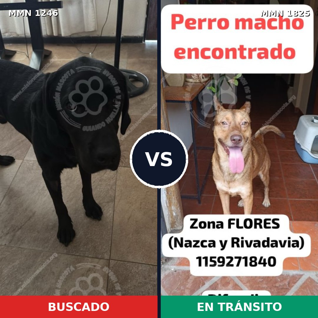 Comparativa MMS 40210: mascota perdida y mascota encontrada, 41% de similitud