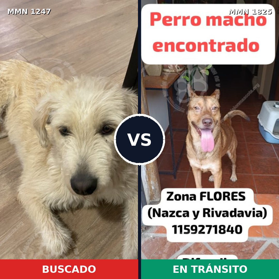 Comparativa MMS 40211: mascota perdida y mascota encontrada, 82% de similitud