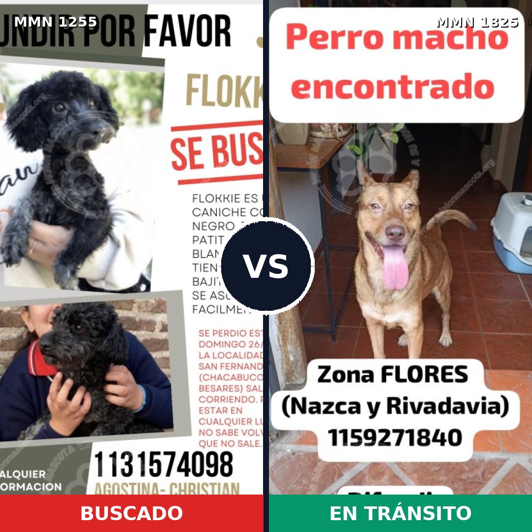 Comparativa MMS 40212: mascota perdida y mascota encontrada, 32% de similitud